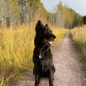 Meet your Posher, Collin